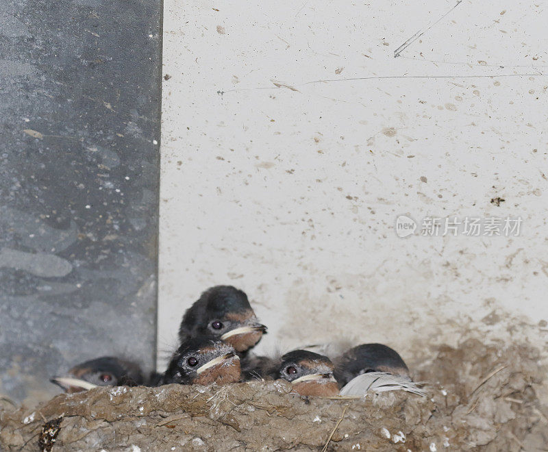 窝里的小燕子(Hirundo rustica)